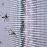 Cómo ciertos virus como el dengue y el zika cambian tu olor y te convierten en un imán para los mosquitos