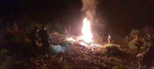 Erradican 132,600 matas de marihuana en Petén.