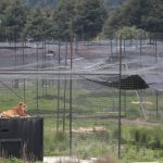 El caso de los leones de un santuario que estarían comiéndose entre sí debido al hambre