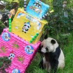 Muere la panda gigante más longeva de México en el Zoológico de Chapultepec (vivió el doble del promedio de su especie)