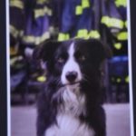 Socorristas rinden emotivo homenaje al perro de búsqueda y rescate que murió atropellado por una moto