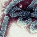 La preocupación por el primer brote en Ghana del mortal virus de Marburgo, de la misma familia que el ébola
