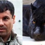 “El Chapo” Guzmán: qué se sabe sobre el exótico zoológico que el narcotraficante construyó en uno de sus ranchos