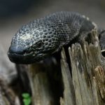 Guatemala intenta evitar la extinción del “Niño Dormido”, el lagarto venenoso del que solo quedan 600 ejemplares