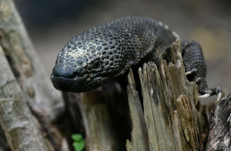 Guatemala intenta evitar la extinción del “Niño Dormido”, el lagarto&hellip;