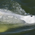 La dura batalla por salvar a una ballena beluga extraviada y hambrienta en el río Sena
