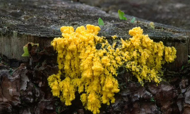 El “blob”, la extraordinaria criatura que nos obliga a cuestionarnos si somos la especie más inteligente