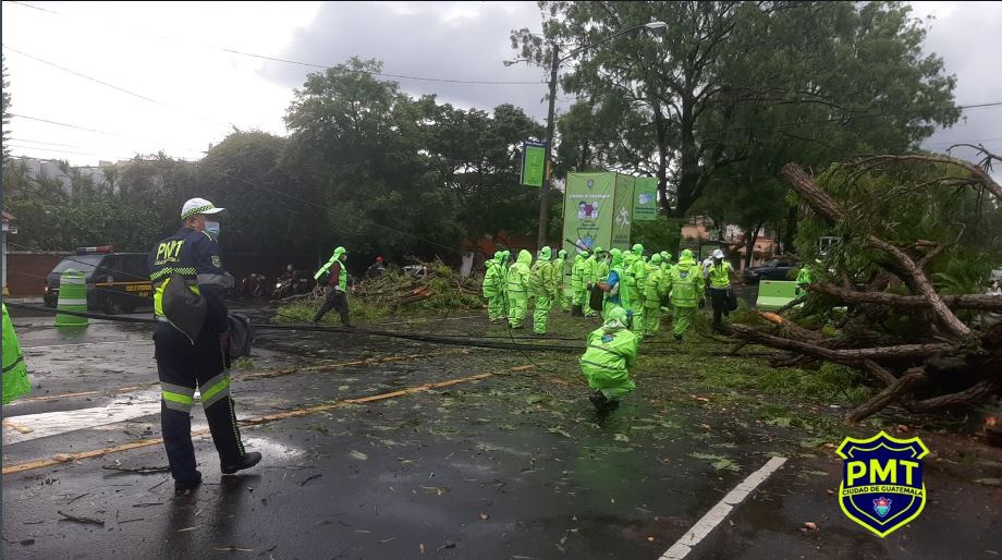 Árboles caen sobre vehículos en la Simeón Cañas: las imágenes del fuerte chubasco que afectó la capital