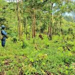 Ejército halla al menos 10 plantaciones de coca y dos narcolaboratorios y da detalles de las operaciones