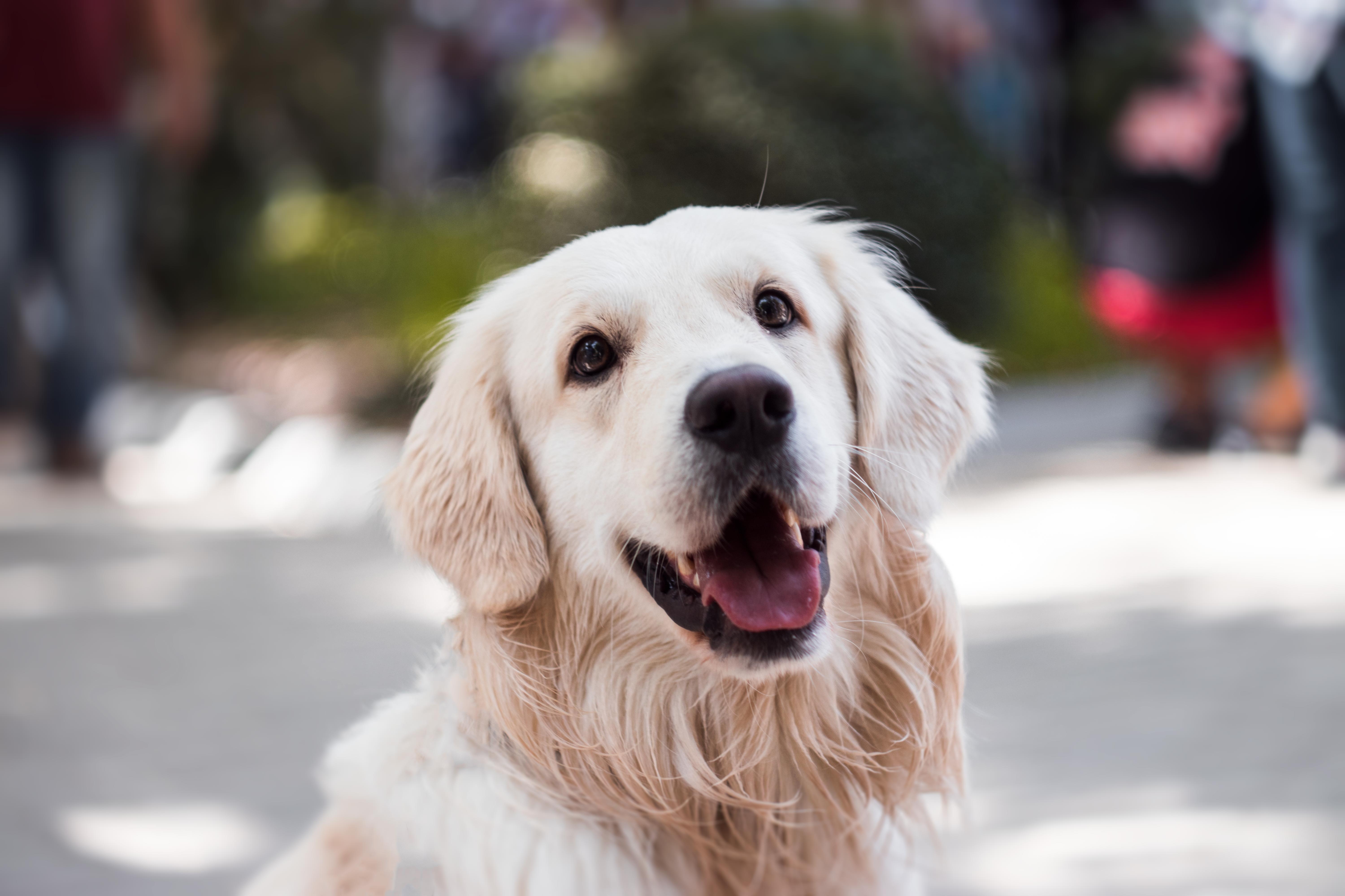 La OMS pide cautela tras transmisión de la viruela del mono de humano a perro
