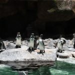 Zoológico La Aurora presenta la segunda cría de Pingüino de Humboldt que nació en Guatemala