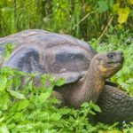 Investigan la muerte violenta de varias de las icónicas tortugas gigantes en Galápagos