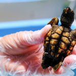 Por qué casi todas las tortugas marinas que están naciendo en playas de Florida son hembras