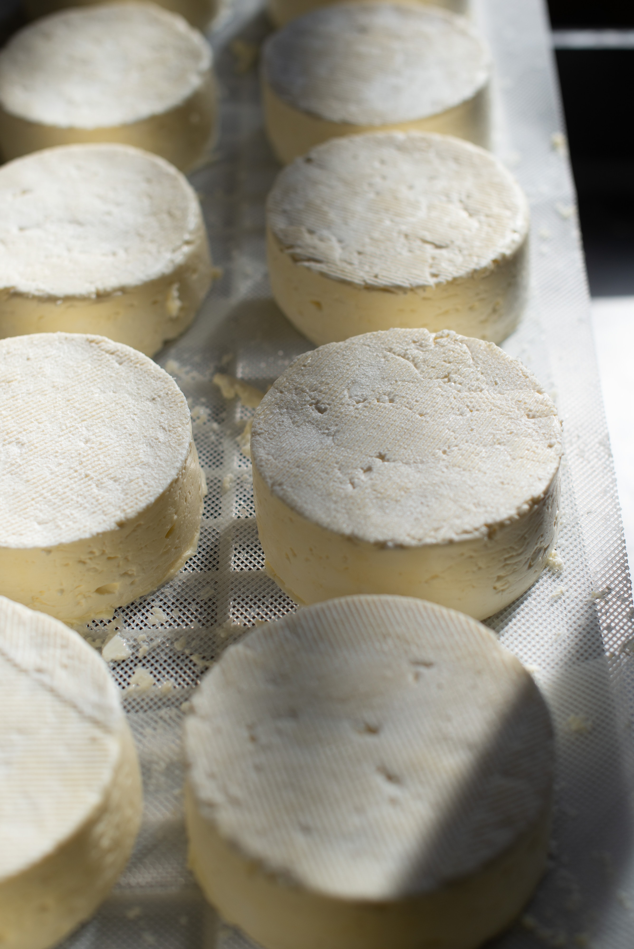 Queso contaminado