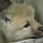 China presenta el primer lobo ártico clonado del mundo