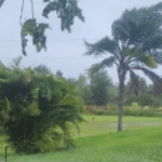 “A un vecino le cayó un árbol”: el relato de guatemalteca que vive en Florida donde el huracán Ian causa destrozos