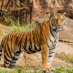 Una madre en India enfrenta a muerte para salvar a su bebé de las garras y colmillos de un tigre
