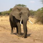 Un elefante mató a su adiestrador en el sur de Tailandia por exceso de trabajo y altas temperaturas