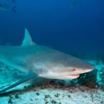 Muere en las Bahamas la pasajera de un crucero que fue atacada por un tiburón
