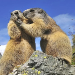 Cómo son las amistades entre animales y por qué se parecen de manera tan sorprendente a las humanas