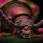 Las extraordinarias imágenes de animales en una competición de fotografía microscópica