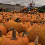 Imágenes: el cultivo de calabazas en Quetzaltenango que atrae a curiosos y turistas
