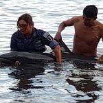 El video que muestra cómo autoridades y turistas rescatan a un delfín que encalló en Puerto San José