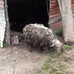 La misteriosa muerte de ovejas que causa preocupación a pobladores de Sololá y qué dice el Maga