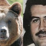 “Pablo EscoBear”: la trágica historia del oso que murió tras comer más de 35 kilos de cocaína