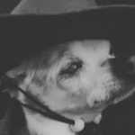 La peculiar historia del perro más viejo del mundo que murió a los 22 años en Estados Unidos