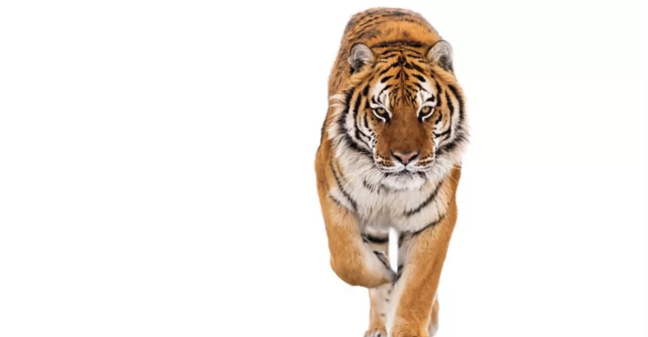 Por qué puede ser bueno jugar Tetris tras un evento traumático