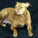 Pitbull ataca a un supuesto ladrón en México (por qué piden que sea sacrificado)