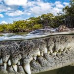 La impresionante foto de un cocodrilo en Cuba que ganó el máximo premio de los Mangrove Photography Awards y otras espectaculares imágenes ganadoras del concurso
