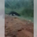 Pantera en Mixco: Diprona da más detalles del video del supuesto felino y qué plan sigue en marcha