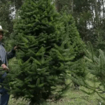 Cuántas plantaciones de pinabete hay en Guatemala y qué debe saber al momento de adquirirlo para esta Navidad 2022