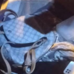 Daddy Yankee en Guatemala: La estrategia de denunciante para delatar a segunda mujer señalada de robo de celulares en concierto