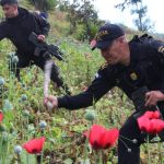 Erradican sembradíos de amapola: así fue el operativo antinarcótico que duró tres días en Tajumulco e Ixchiguán