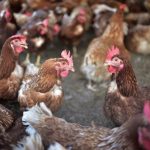 Guatemala activa alerta ante posible ingreso de influenza aviar tras confirmarse casos en México y Colombia