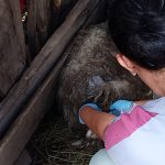 Maga y Conap plantean dos hipótesis sobre la misteriosa muerte de ovejas en Sololá