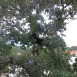 Pantera merodea en Mixco: municipalidad confirma avistamiento y anuncia plan de rescate
