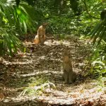 “Fue maravilloso poder verlas, fotografiarlas”: el relato del conservacionista que captó a dos pumas jóvenes en Petén