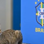 El video que muestra la aparición de un gato en medio de una conferencia de prensa del jugador brasileño Vinicius Jr
