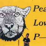 El triste final de P-22, el famoso puma que se paseó durante años por las colinas de Hollywood