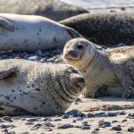 El misterioso caso de las 2 mil 500 focas que aparecieron muertas en playas rusas del mar Caspio