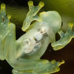 El “superpoder” de la rana de cristal que la vuelve casi invisible (y lo que puede significar para el desarrollo de la medicina humana)