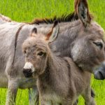 Cómo los burros cambiaron el curso de la historia de la humanidad