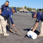 Qué tan letal es la serpiente venenosa marina que encontraron en las playas de Puerto San José y en dónde más las han visto