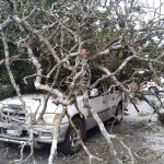 IMÁGENES: Árbol cae sobre un vehículo en la zona 9 capitalina y deja un herido