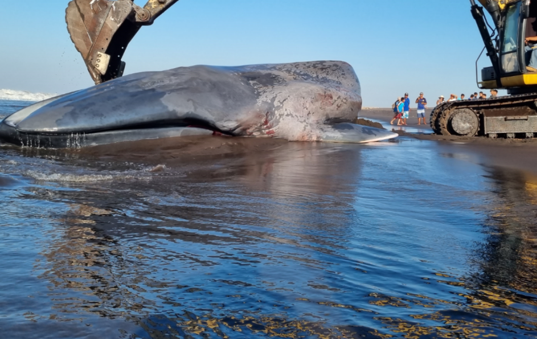 BALLENA EN ARENA DE PLAYA DE REU
