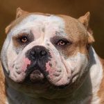 Investigación de la BBC: las extremas prácticas del crimen organizado para lucrarse de la crianza de perros “hiperdesarrollados”